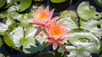 <i>Nymphaea</i> ‘Sunfire’ blooms in the Freshwater Marshes. Their flowers close up at night and reopen in the morning.
